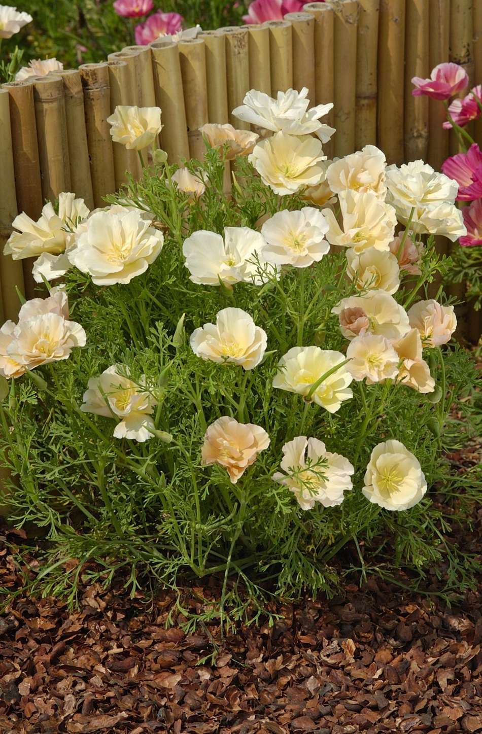 Sömntuta 'Pink Champagne' (frö)